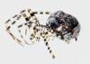 Metellina merianae